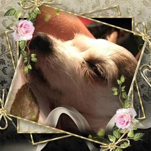 Meet your Posher, Sue